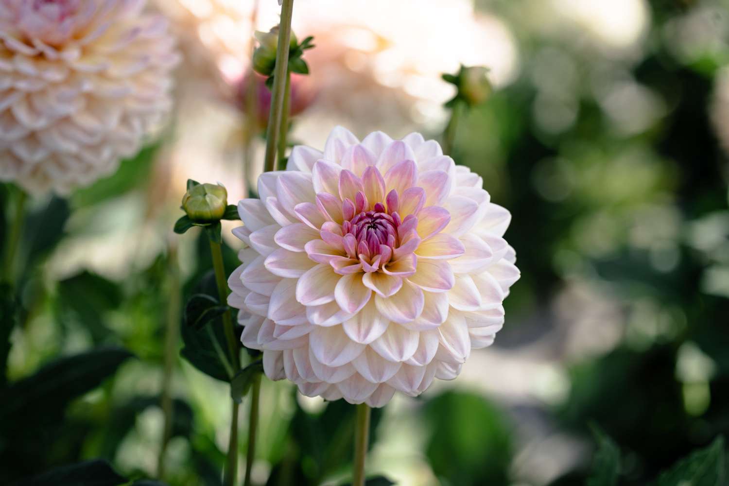 Daalia 'Maya'